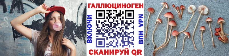 как найти закладки  Суворов  блэк спрут ссылки  Псилоцибиновые грибы Psilocybine cubensis 